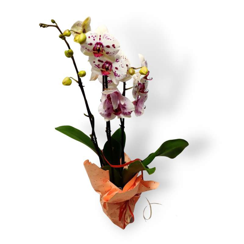 Storczyk - orchidea doniczkowa | Kwiaty doniczkowe | Różany Zakątek Kwiaciarnia Suwałki