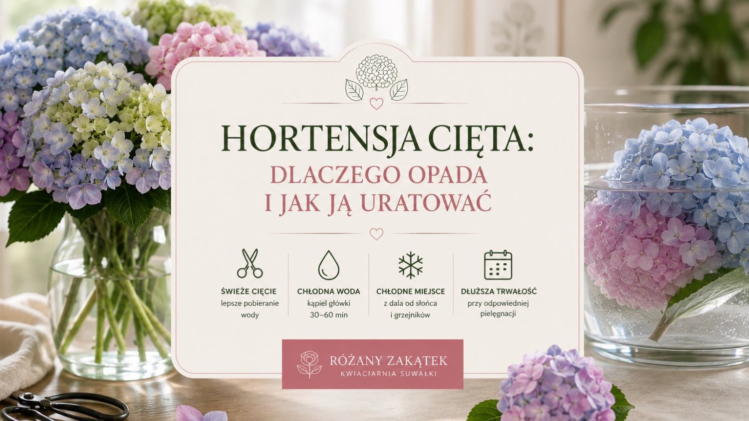 Hortensja cięta opada: przyczyny i jak ją uratować