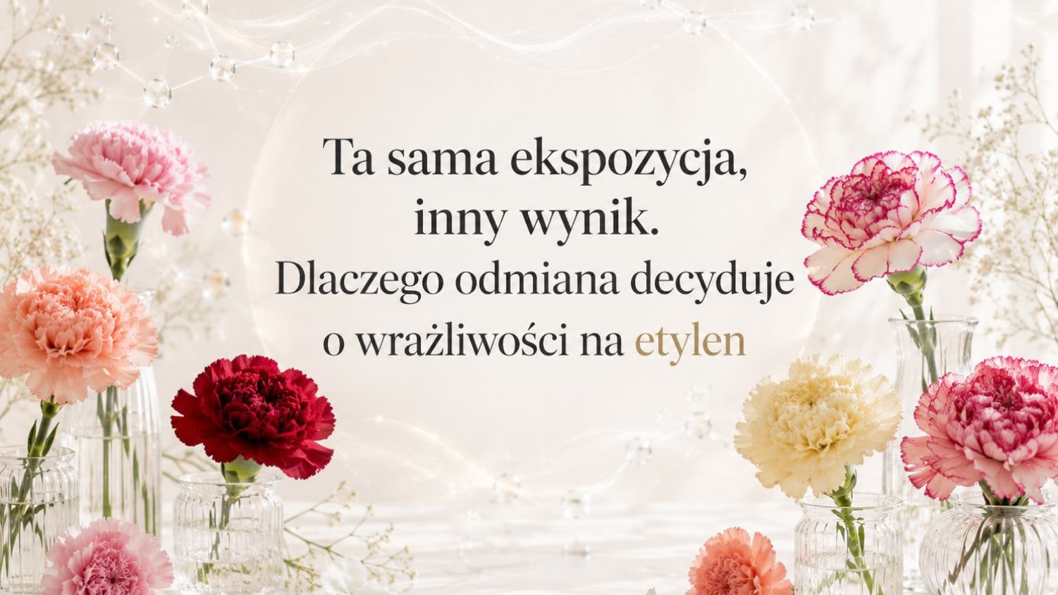 Wrażliwość odmian na etylen: 14 goździków, 14 wyników